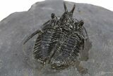 Devil Horned Cyphaspis Walteri Trilobite - Mrakib, Morocco #312262-5
